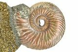 Iridescent Pyritized Ammonite (Quenstedticeras) Fossil Display #368842-1